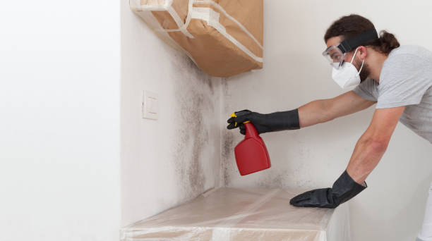 Professional Attic Mold Remediation technician working in Loretto, TN