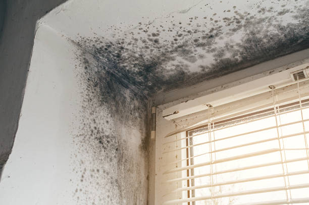 Affordable Attic Mold Remediation solutions in Loretto, TN