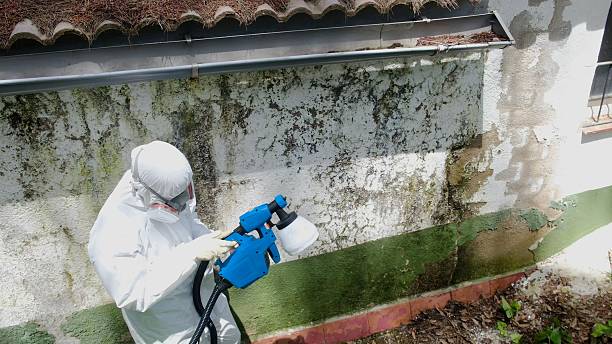 Top rated local Attic Mold Remediation specialists in Loretto, TN